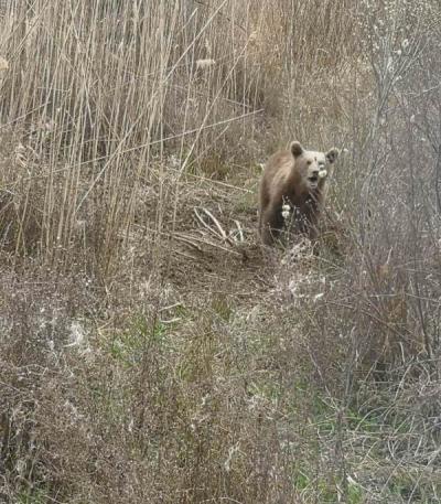 Νεαρό αρκουδάκι παγιδεύτηκε από παράνομη θηλιά για αγριογούρουνα στις Πρέσπες