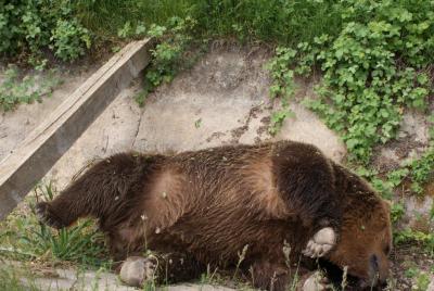 Πυροβολούν τις αρκούδες στις Πρέσπες, εντοπίστηκαν δύο νεκρά ζώα