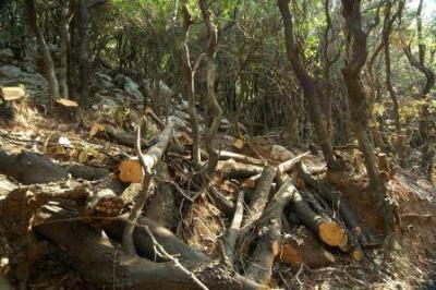 Οικολογική κίνηση Κοζανης καταγγέλλει λαθραία υλοτομία στο δάσος της Εξοχής