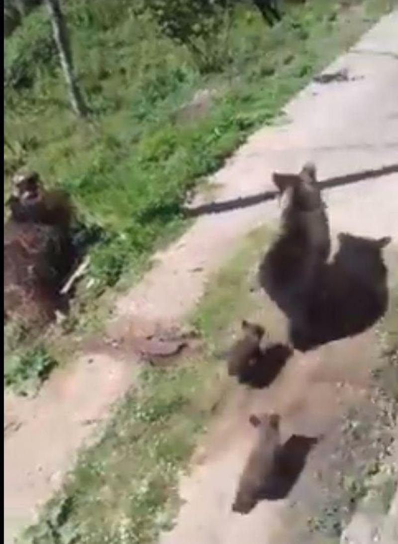 Φλώρινα: Αρκούδα με τα δύο μικρά της σε αυλή στην Δροσοπηγή Φλώρινας