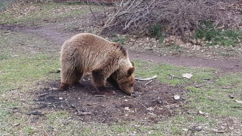 Καστοριά: Αίσιο τέλος για το μικρό αρκουδάκι που εγκλωβίστηκε σε αγροικία