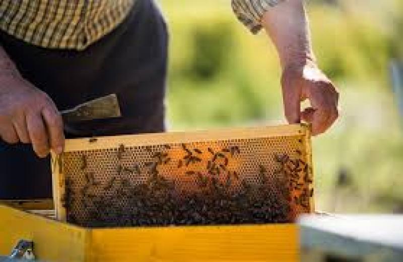 Το αίτημα ενός παλιού Μελισσοκόμου προς τον υπουργό Αγροτικής Ανάπτυξης