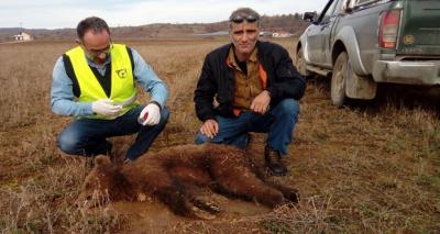 Αρκουδάκι βρέθηκε νεκρό από δηλητηριασμένο δόλωμα