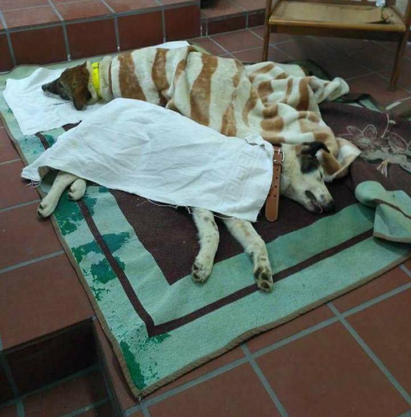 Κοζάνη: Μαζική στείρωση αδέσποτων στο Δήμο Βοϊου από την εθελοντική δράση Κτηνιάτρων