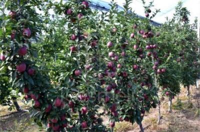 Αδιέξοδο για τους Μηλοπαραγωγούς της δυτικής Μακεδονίας. Αδιάθετοι 75.000 τόνοι μήλων