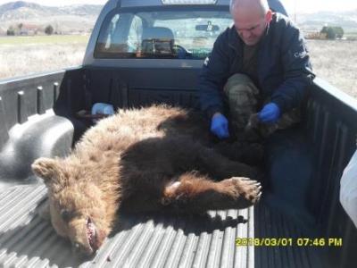 KΑΛΛΙΣΤΩ: Να γίνει φράχτης σε τμήμα της Εγνατίας Οδού όπου σκοτώθηκαν αρκούδες