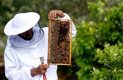 Διαδικασία εγκατάστασης μελισσοκόμων σε προεπιλεγμένες θέσεις σε αποκατεστημένες εκτάσεις του ΛΚΔΜ