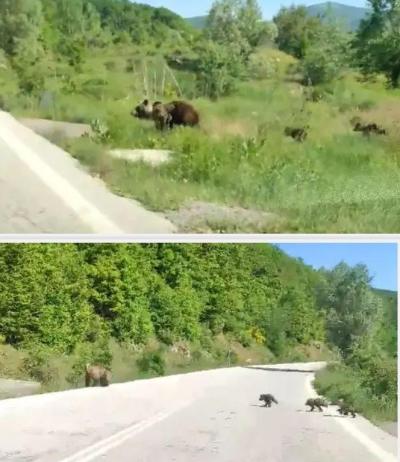 Συνάντηση με αρκουδο-οικογενεια στα ορεινά της Καστοριάς