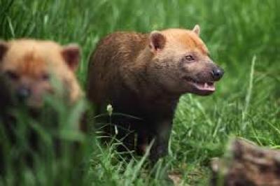 Σεμινάριο κατάρτισης για την «Βελτίωση των συνθηκών συνύπαρξης ανθρώπου-αρκούδας» στο Αμύνταιο
