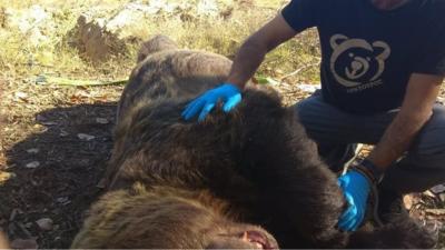 Αρκούδα 390 κιλών θύμα τροχαίου στην Καστοριά- Η μεγαλύτερη που έχει καταγραφεί στην Ελλάδα