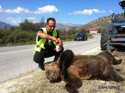 Ο συνεργάτης του Αρκτούρου Ν. Παναγιωτόπουλος συλλέγει δείγματα ιστών απο το άτυχο ζώο