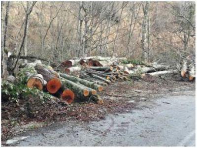 ΟΙΚΟΛ. ΚΙΝΗΣΗ ΚΟΖΑΝΗΣ: Η ανεξέλεγκτη υλοτομία συνεχίζει να πληγώνει τα δάση  Καταγγελίες για νέα κρούσματα στην περιοχή Βυθού - Πενταλόφου