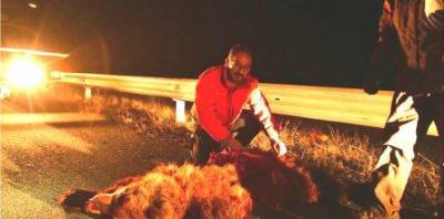 Δεύτερο θανατηφόρο τροχαίο ατύχημα αρκούδας στο ίδιο σημείο μέσα σε 24 ώρες