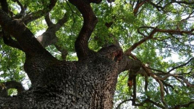 Τα  Αιωνόβια Δέντρα των Γρεβενών, Μνημεία Φύσης