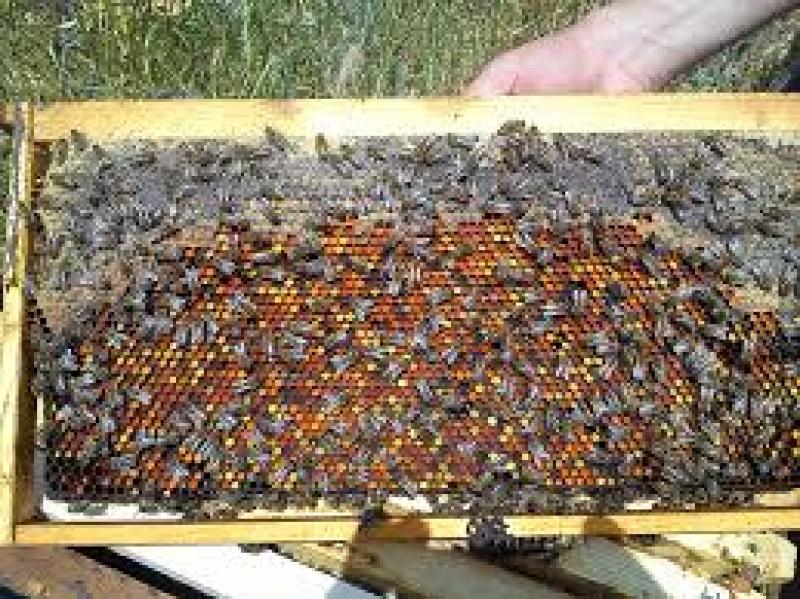 Αξιοποίηση του μελισσοτροφικού δυναμικού των φυτεύσεων ακακίας του ΛΚΔΜ - Ημερίδα στο ΛΚΔΜ σε συνεργασία με τους μελισσοκόμους Δυτ. Μακεδονίας