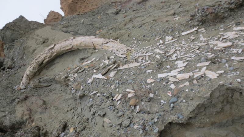 Προϊστορικός χαυλιόδοντας εντοπίστηκε στο ορυχείο Αμυνταίου της ΔEH