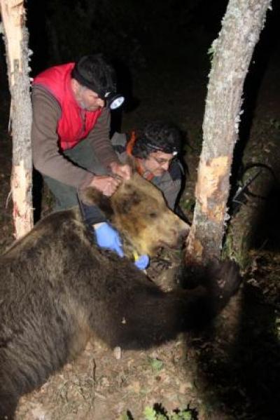 Ραδιοσήμανση αρκούδων από την Καλλιστώ