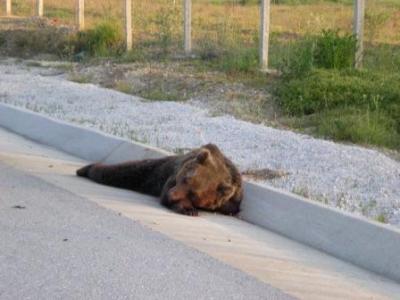 Κοζάνη: Πέμπτο θανατηφόρο τροχαίο ατύχημα με αρκούδα το 2017