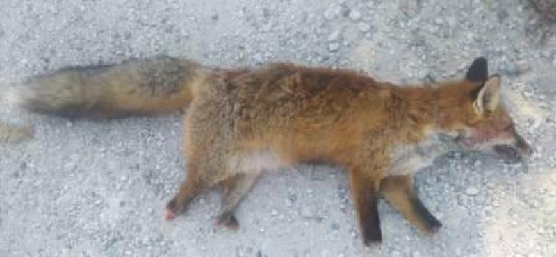 Ακρωτηρίασαν νεαρή αλεπού στην Καστοριά