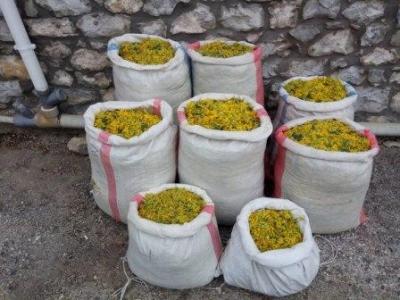 Νέες συλλήψεις στο Γραμμο για συλλογή Φαρμακευτιων αρωματικών φυτών